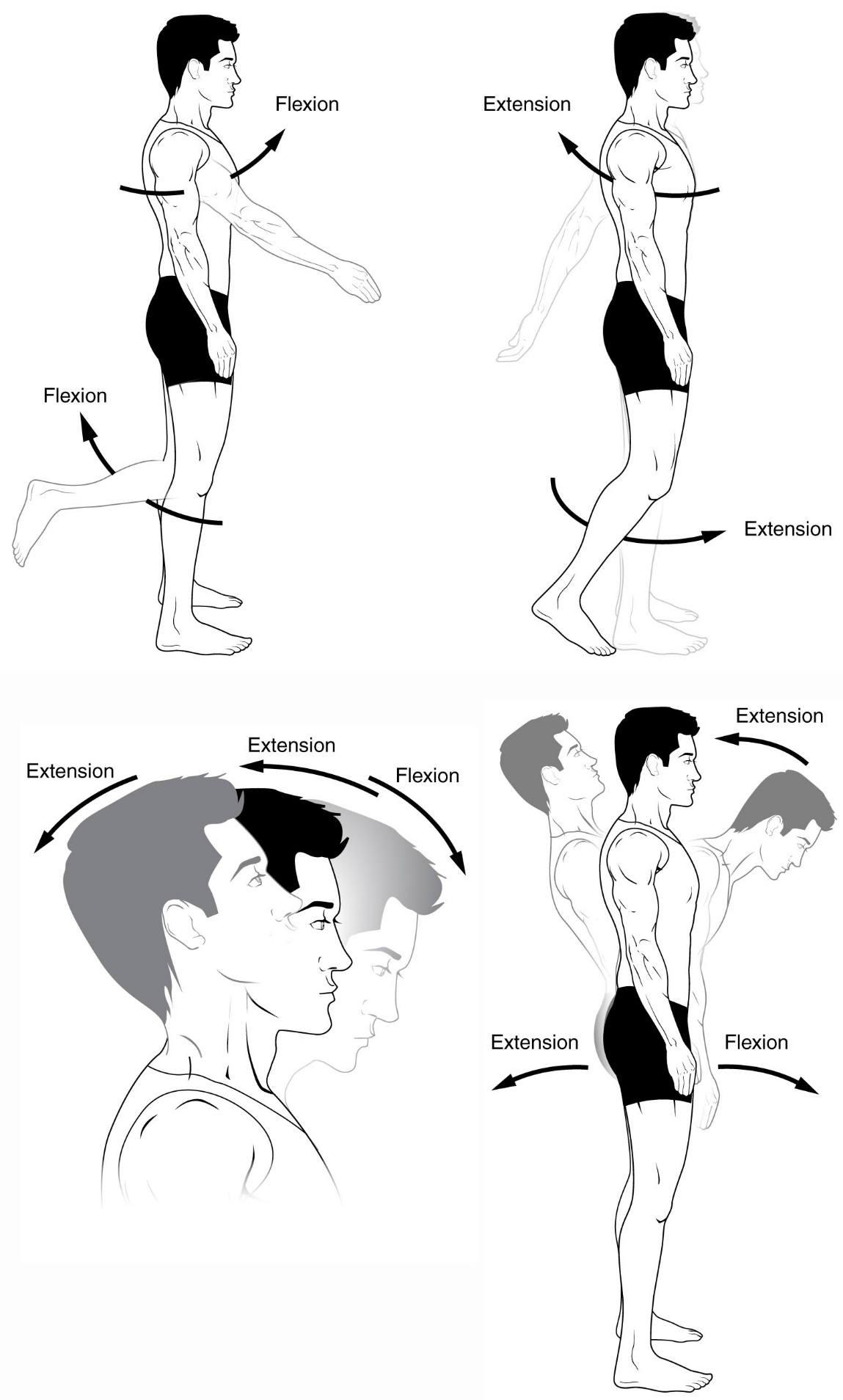 example of extension in anatomy