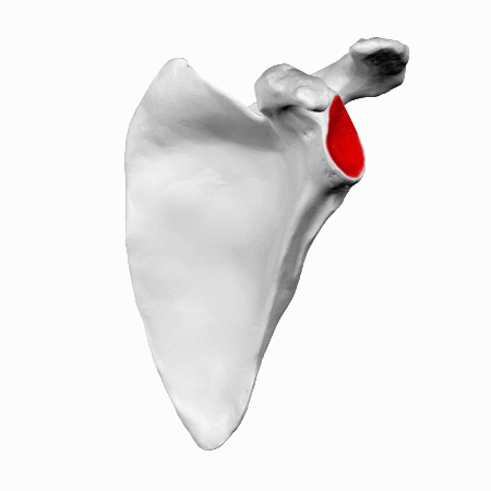 Glenoid cavity of left scapula - animation