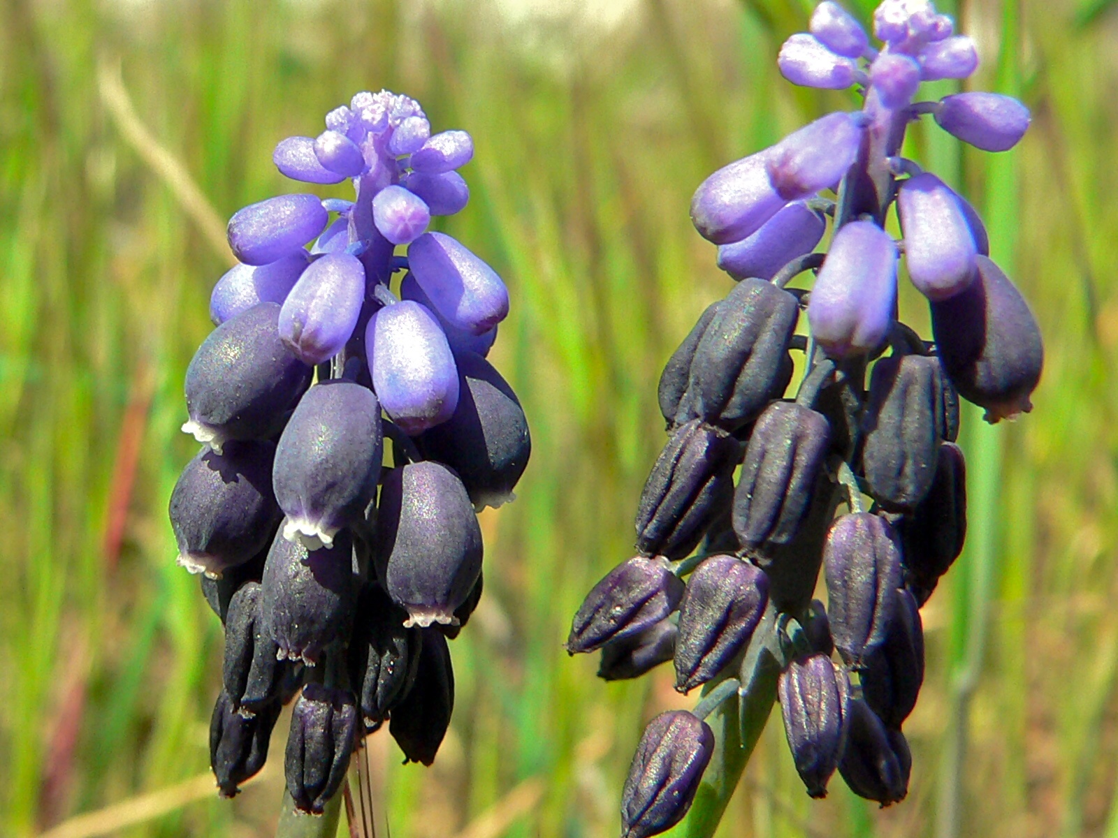 Grape Hyacinth (Muscari neglectum) (8338447862).jpg