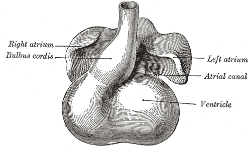 Ventricle (heart) - Wikipedia