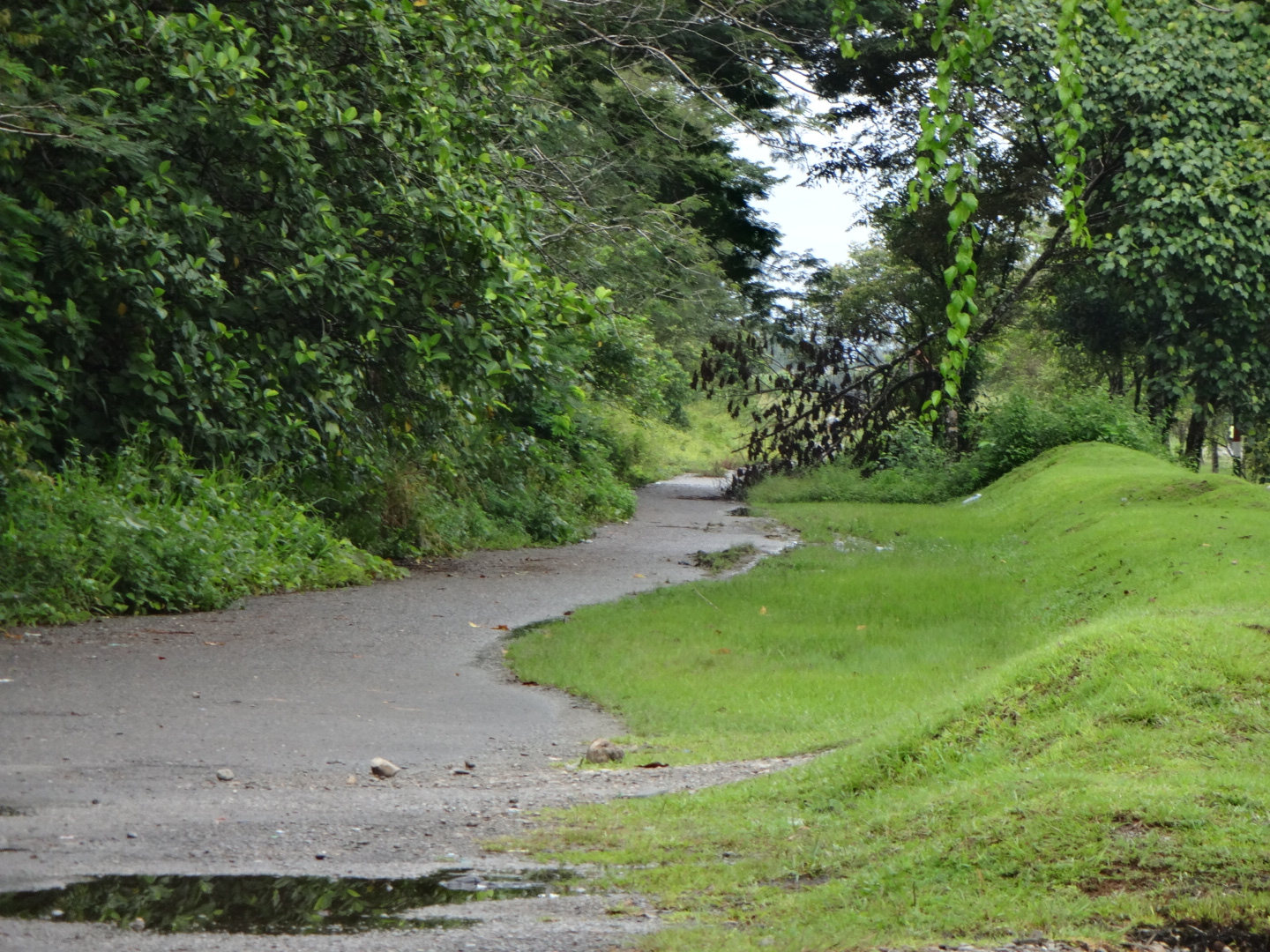 Filehijau Alamkujpg Wikimedia Commons