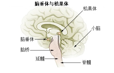 File:Illu pituitary pineal glands zh.jpg