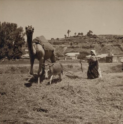קובץ:Isdud 11, Ashdod, threshing with camel and ass 1935.jpg