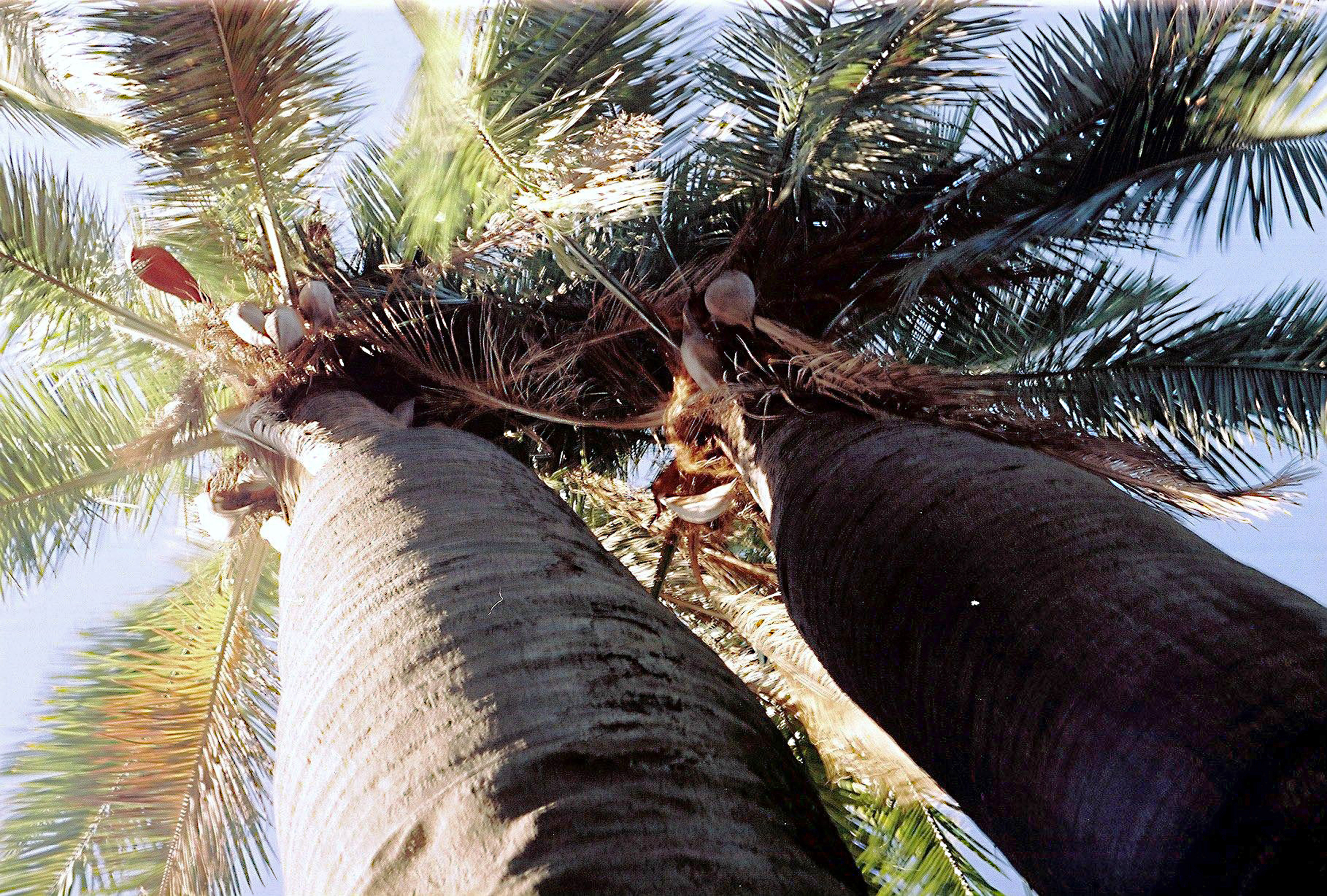 Чилийская пальма 4 буквы сканворд. Chilean Palm.