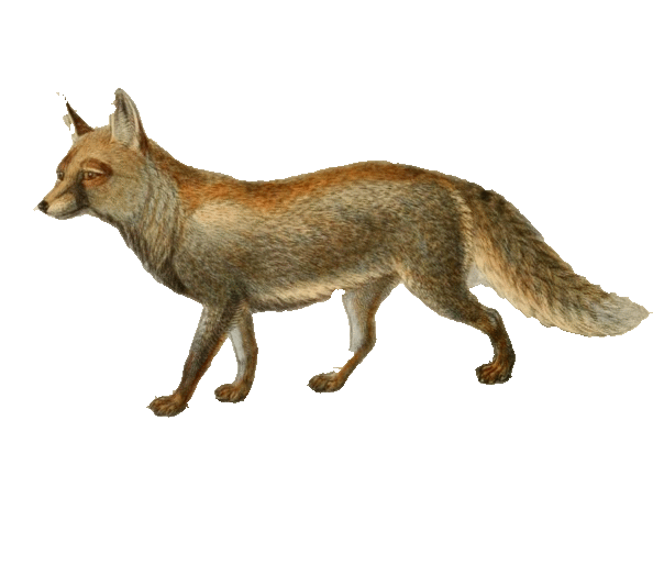 File:Keulemans white footed fox.gif