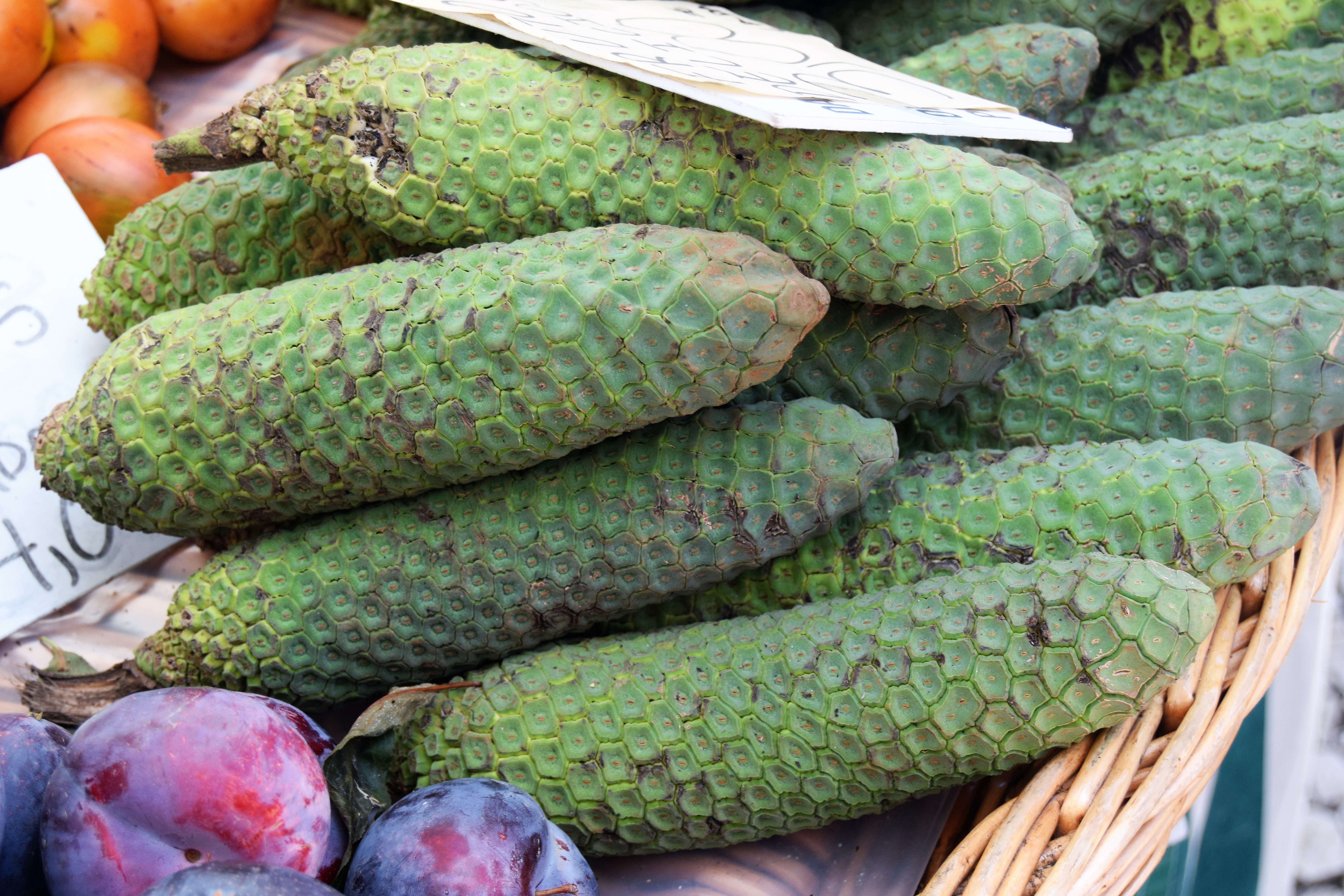 swiss cheese plant fruit