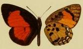 <i>Mimeresia russulus</i> Species of butterfly