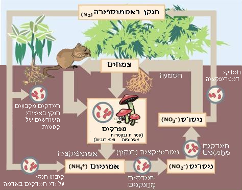 File:Nitrogen Cycle he.PNG