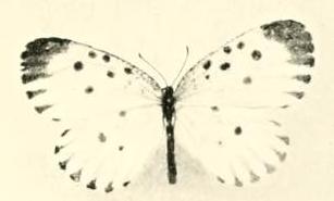 <i>Pentila auga</i> Species of butterfly