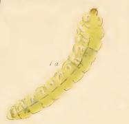 Larva Phyllonorycter trifasciella larva.JPG