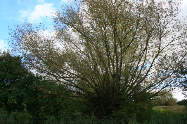 File:Pollarded Willow - geograph.org.uk - 1016095.jpg