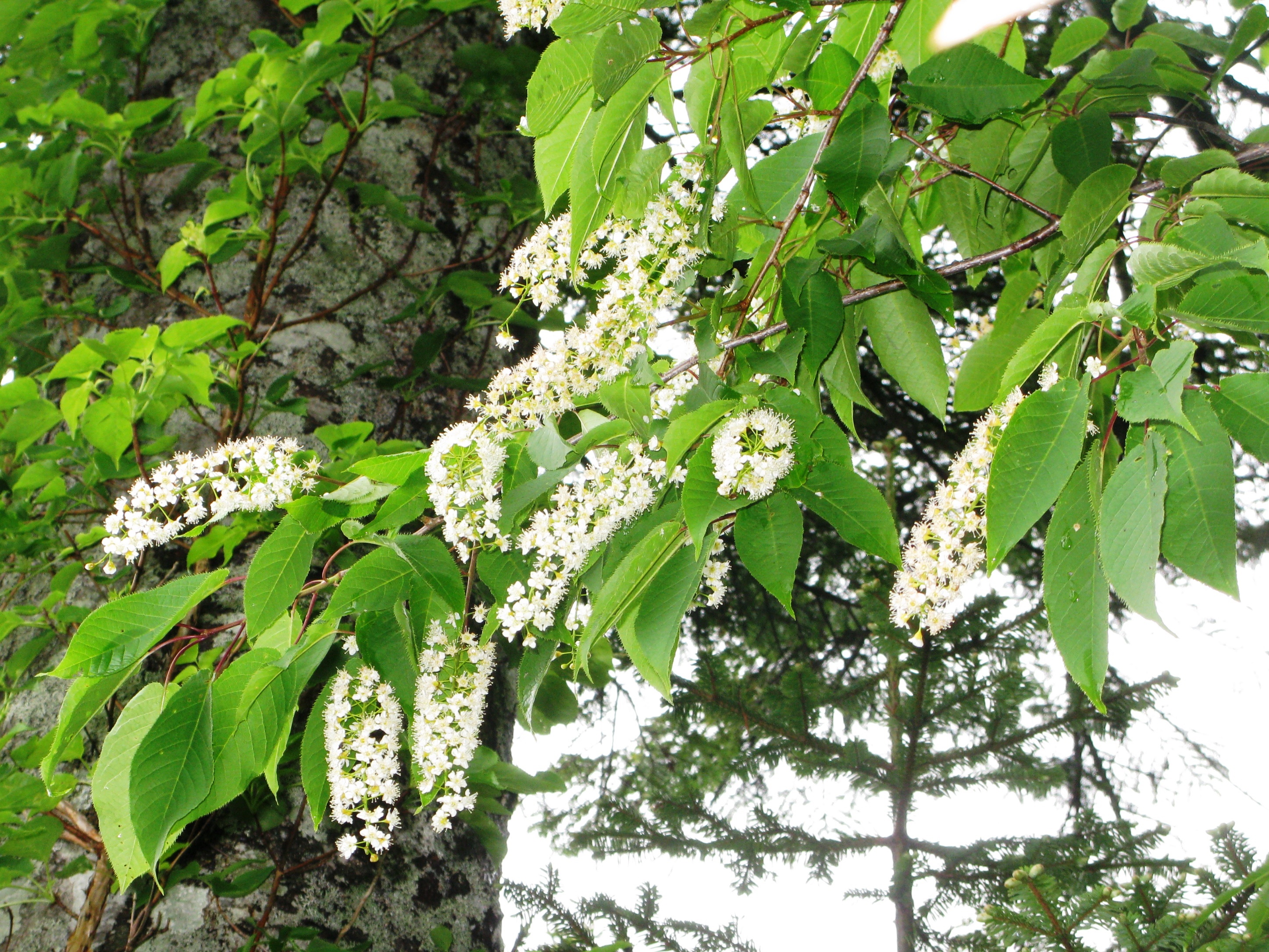 В каком месяце черемуха. Черемуха Padus ssiori. Черемуха Prunus ssiori. Черёмуха обыкновенная дерево. Черемуха Сьори (Padus ssiori).