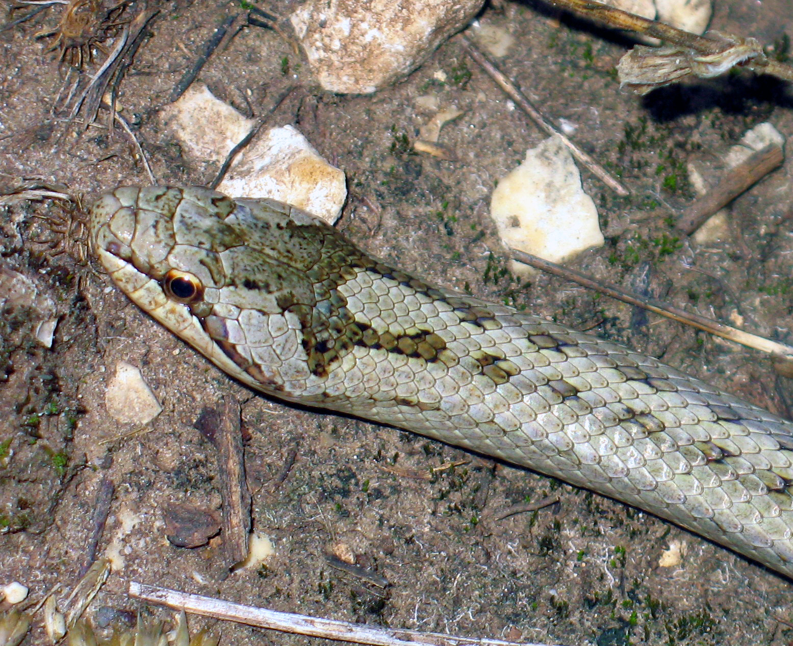 File:Serpentes.kígyók.jpg - Wikipedia