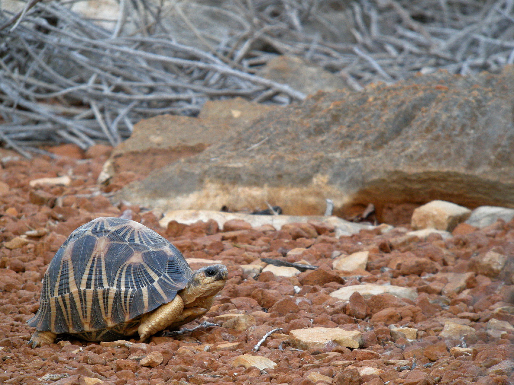 radiated tortoise habitat