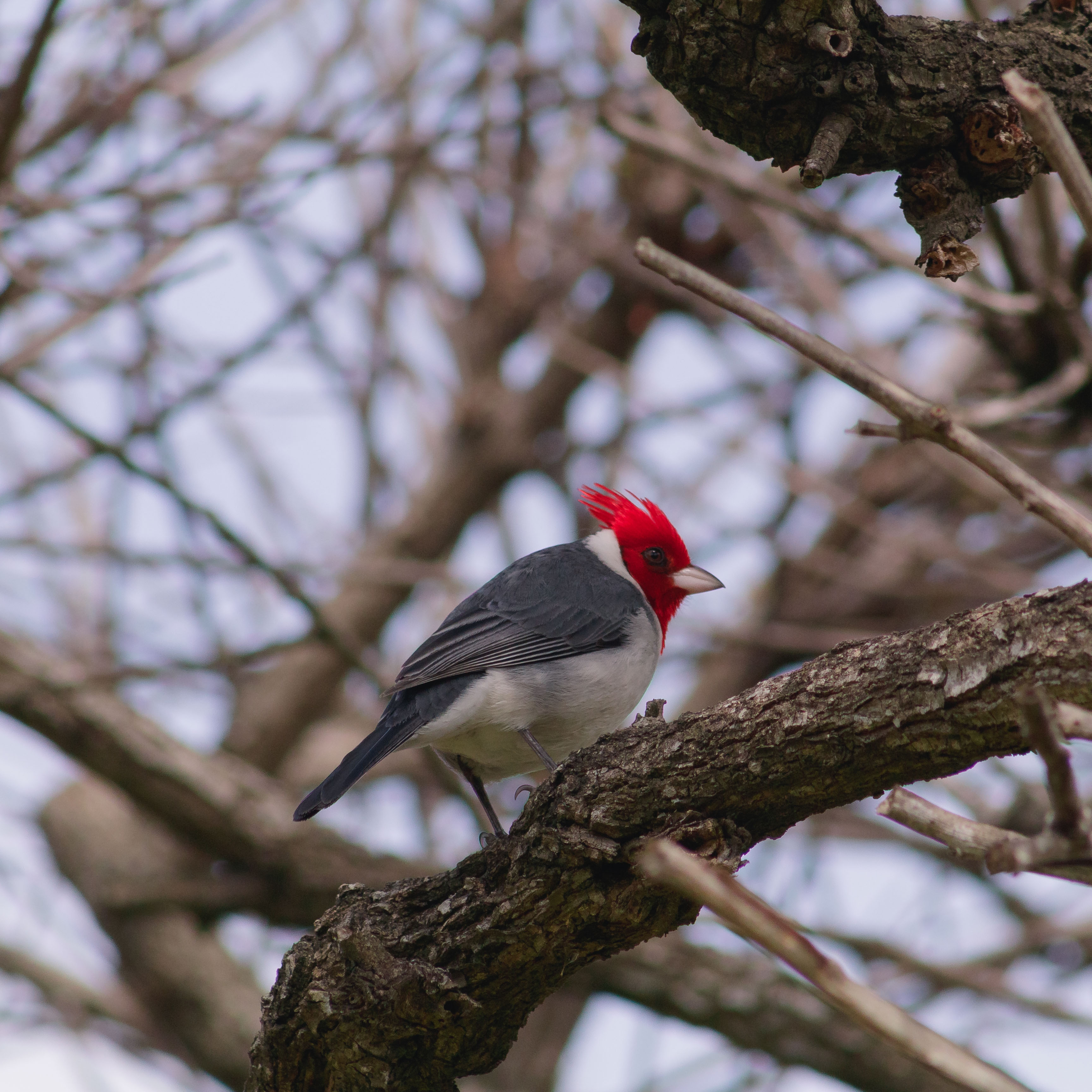 Red-crested cardinal - Wikipedia