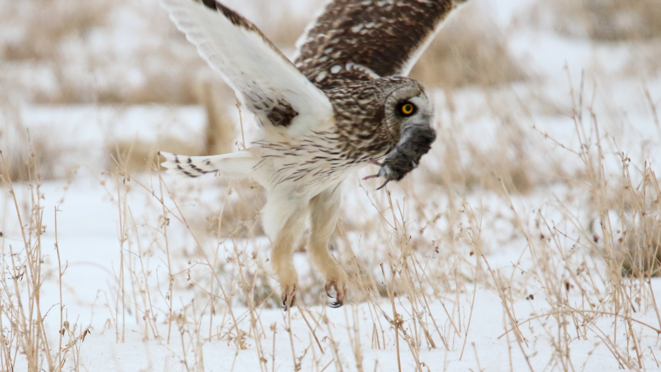 Short-eared Owl (Asio flammeus) (25796428148).jpg