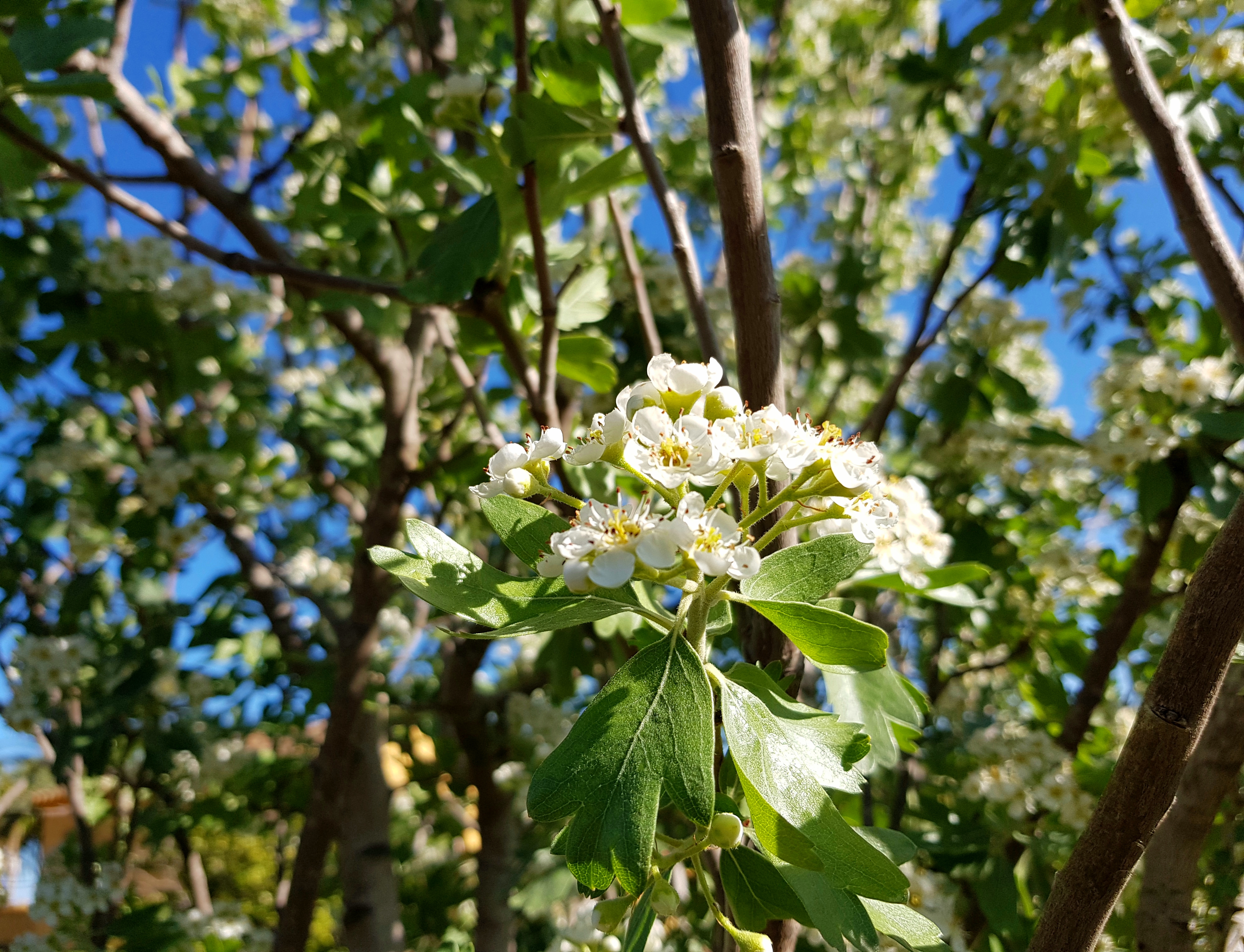 Se puede sulfatar frutales en flor