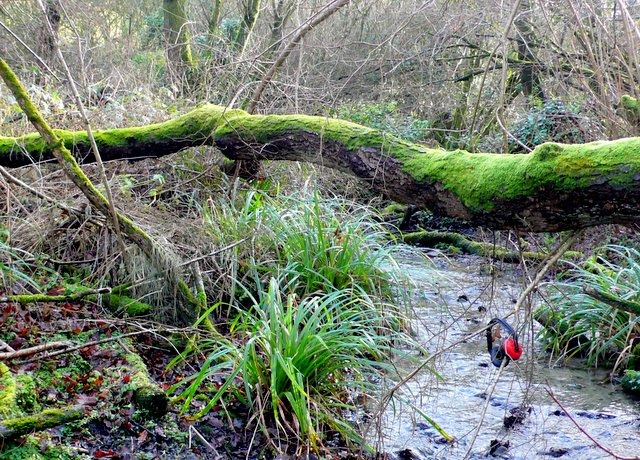 File:Sound of Silence - geograph.org.uk - 1122739.jpg