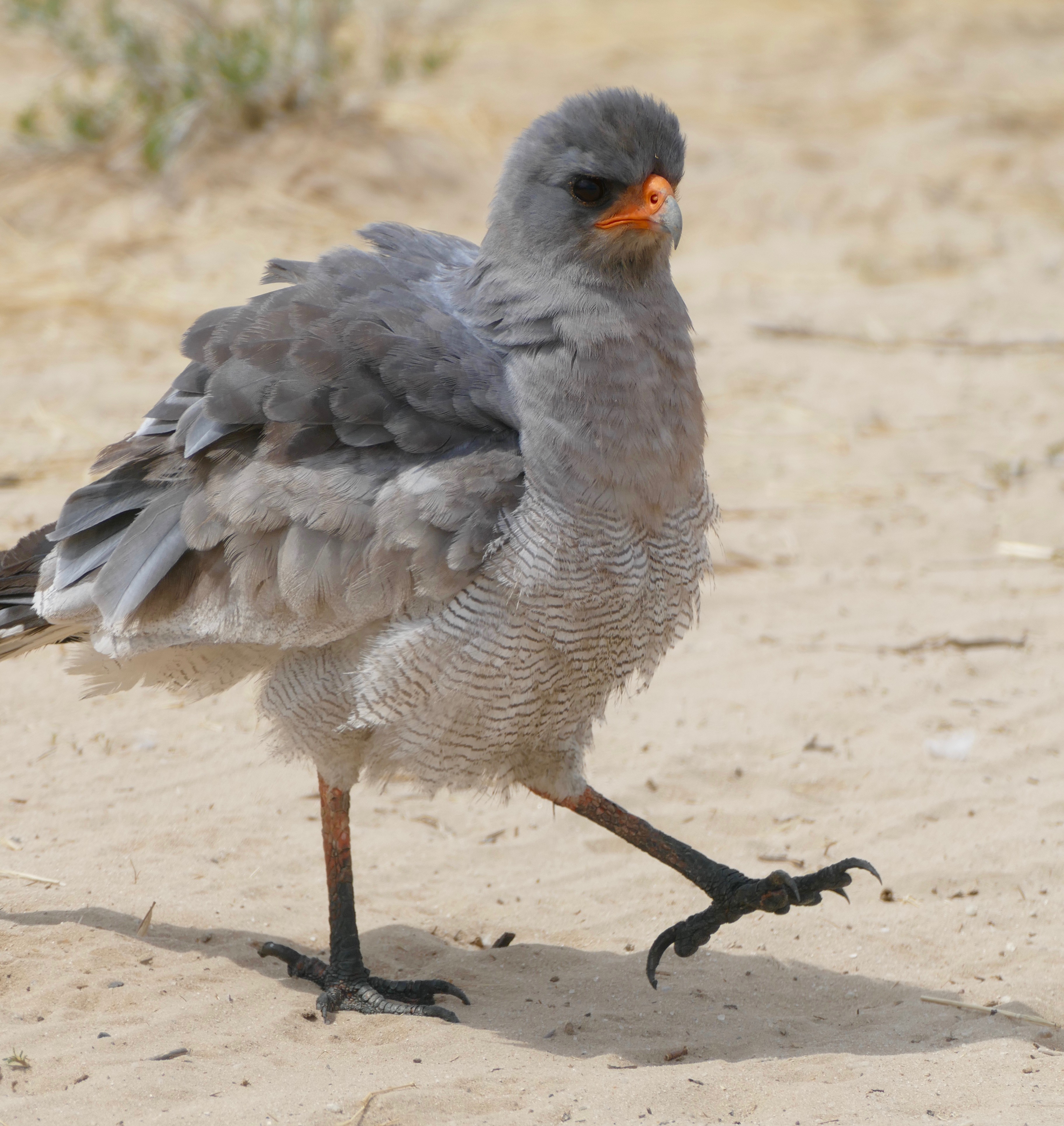 Southern Pale Chanting Goshawk (Melierax canorus) "chicken like"... (46367647414).jpg