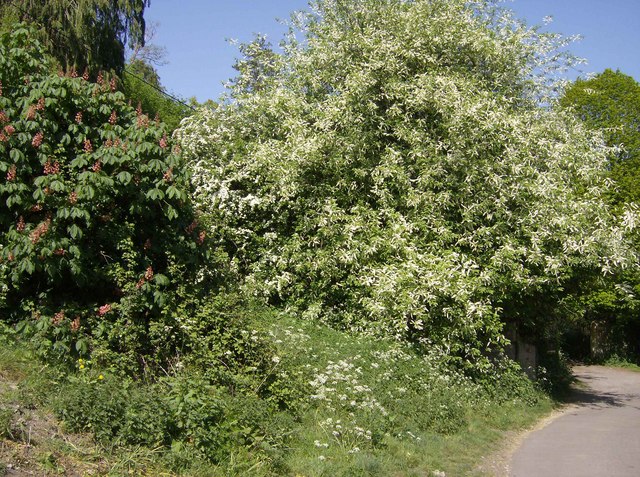 File:Spring in full bloom in Great Elm - geograph.org.uk - 440618.jpg