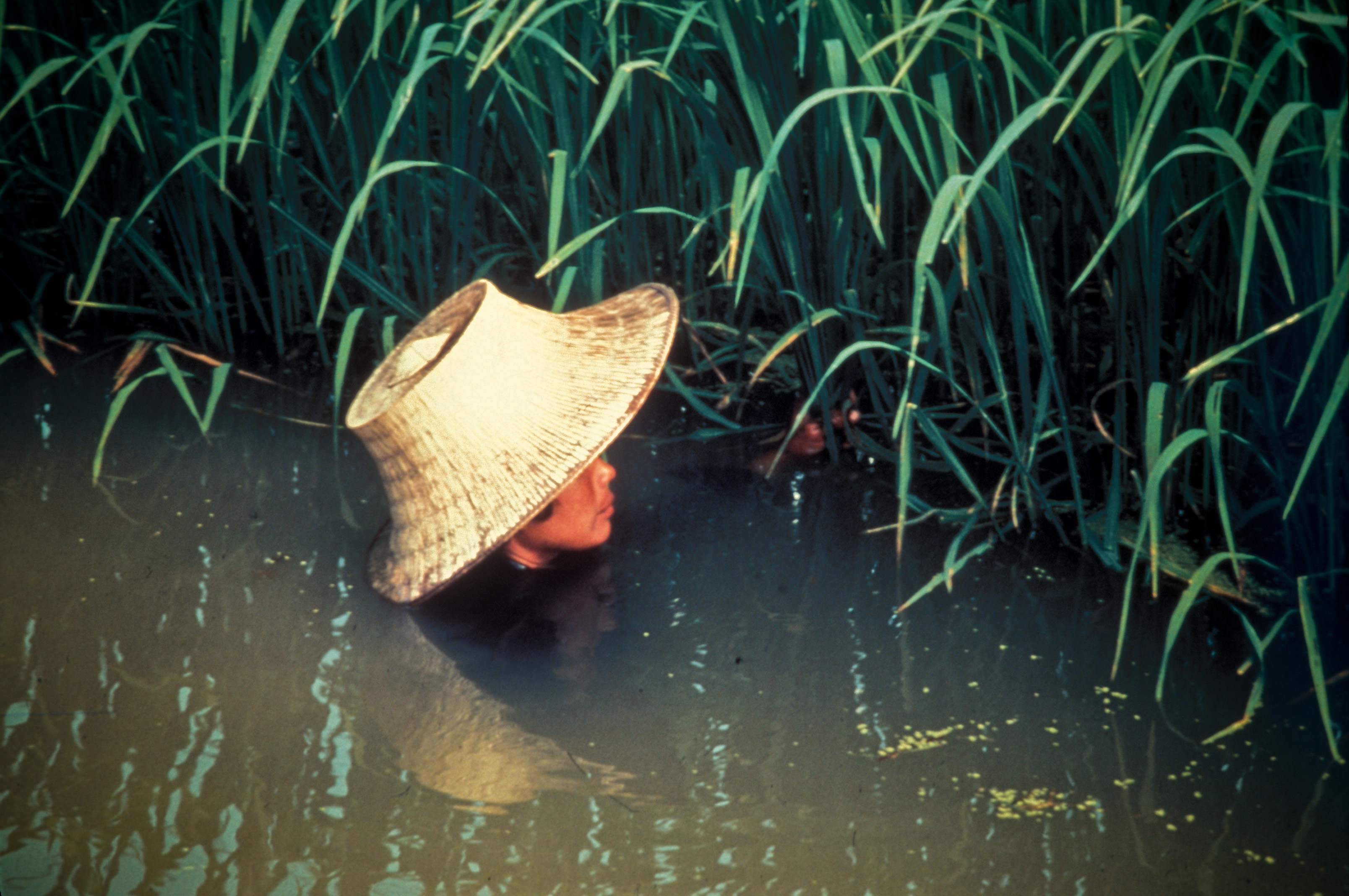 How long does rice take to grow?