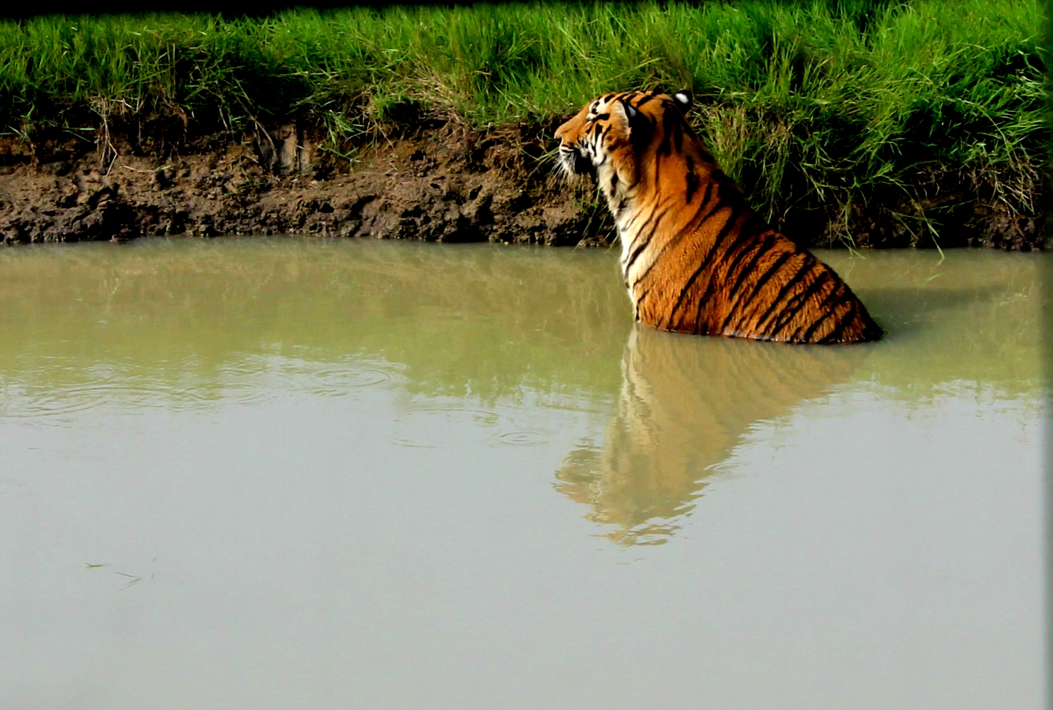 File:Royal Bengal Tiger in Bangabandhu Sheikh Mujib Safari Park.jpg -  Wikipedia