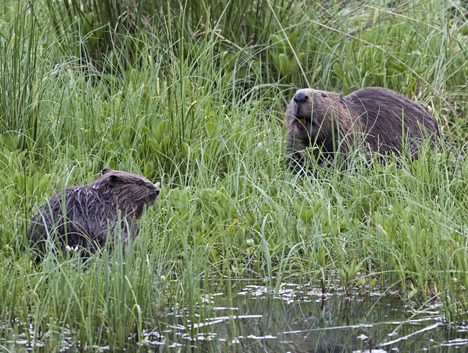 File:Tayside Beaver mother and kit June 5, 2010 Ray Scott.jpg