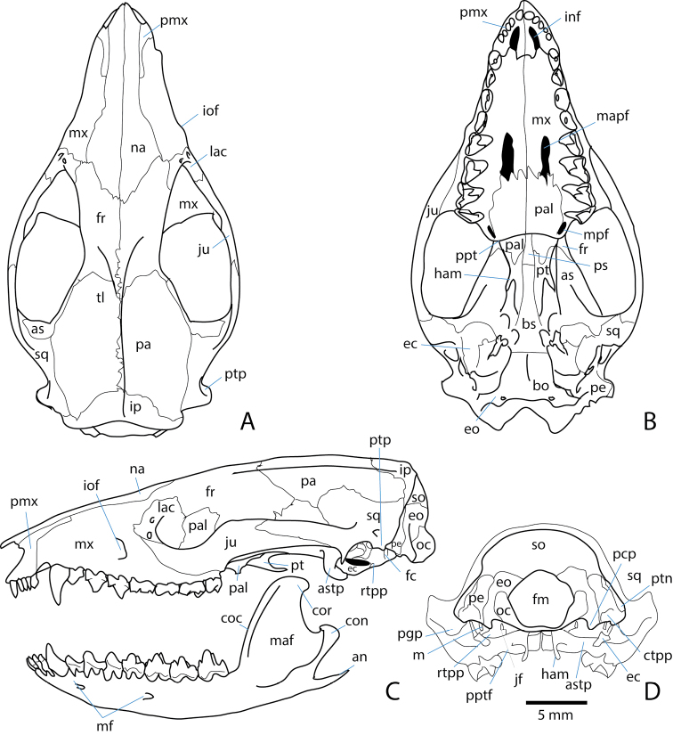 The origin and early evolution of metatherian mammals: the Cretaceous record