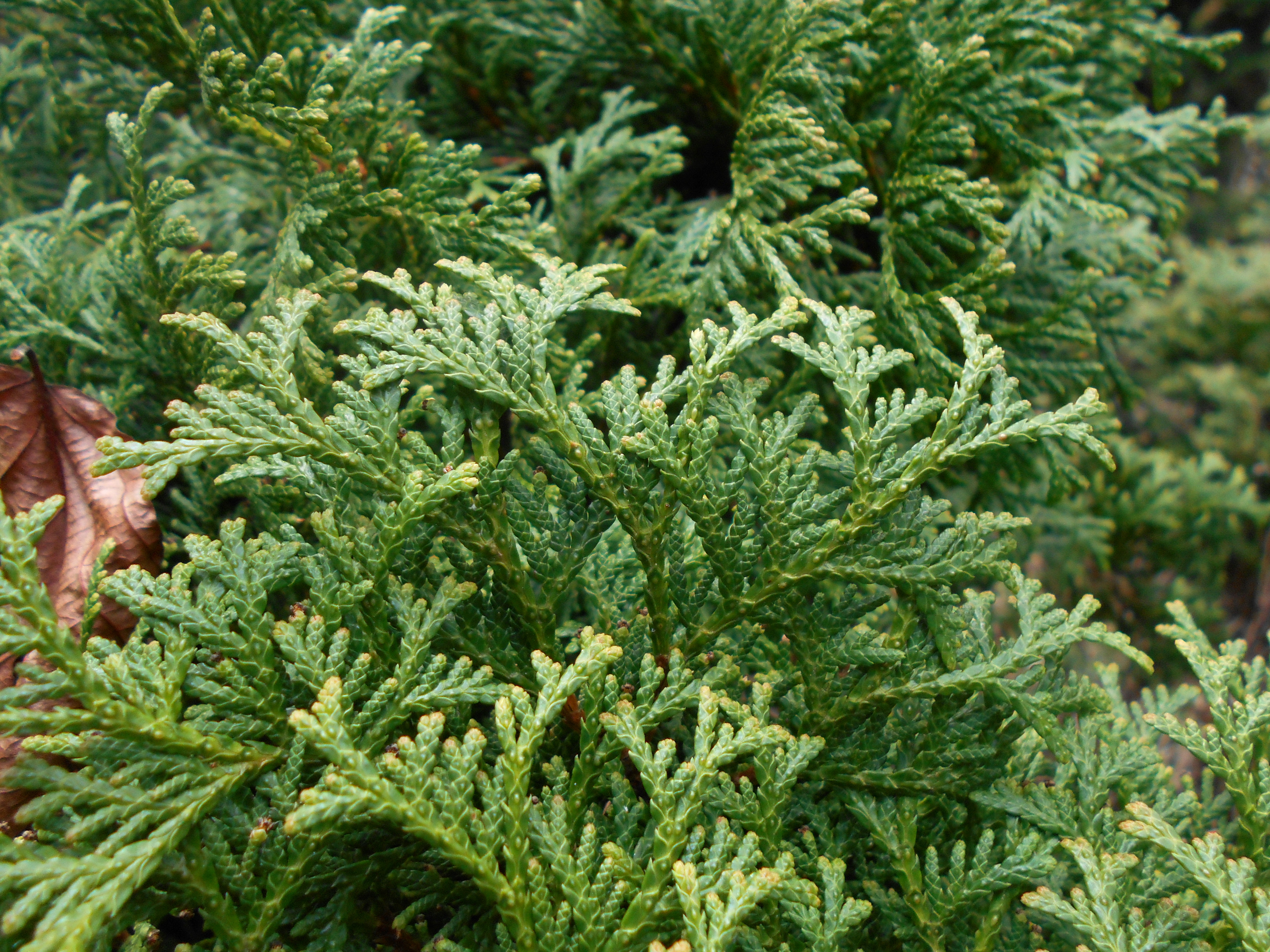 Thuja occidentalis Hoseri