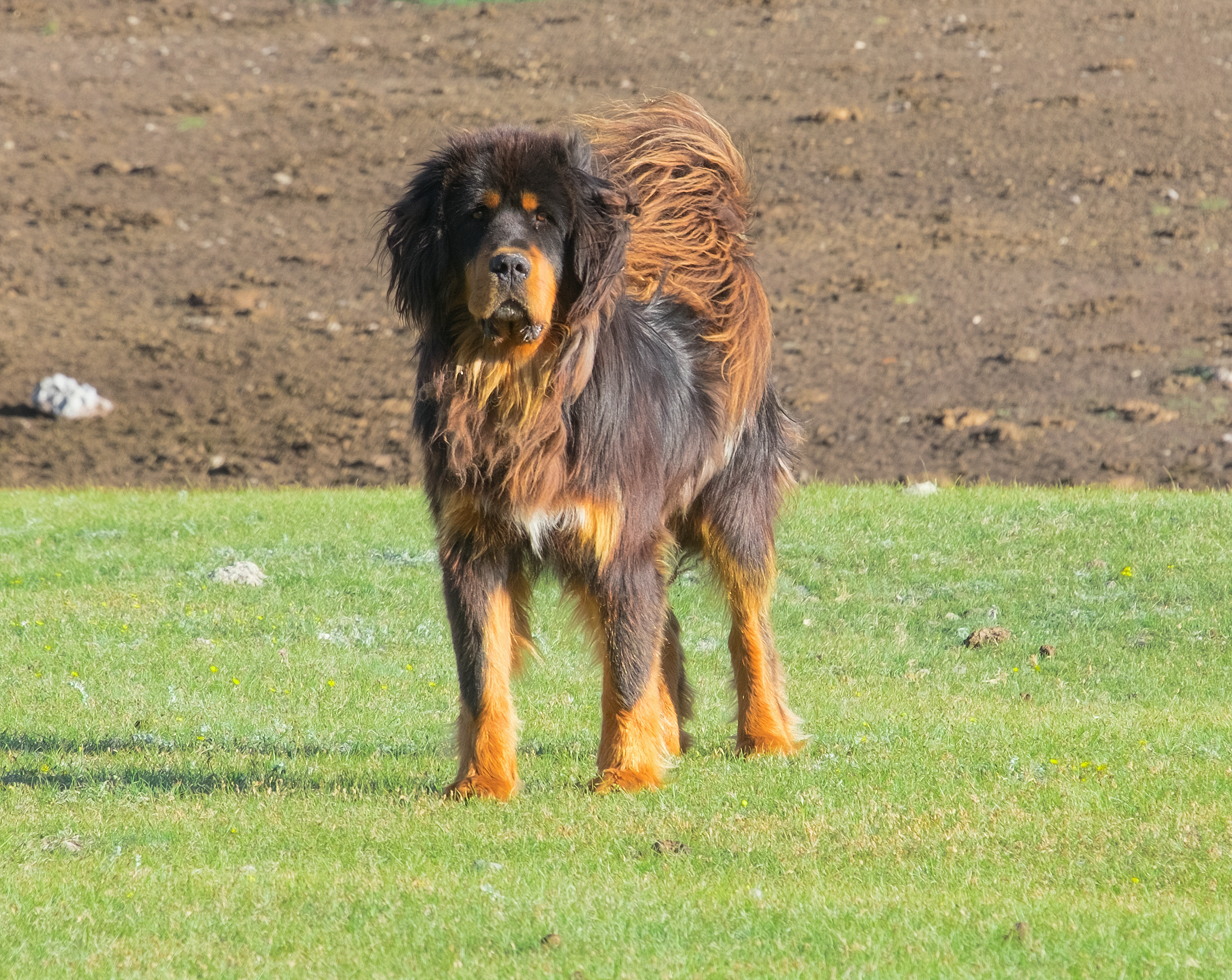 Cachorrinho Brasileiro Preto Do Mastim No Sofá Imagem de Stock