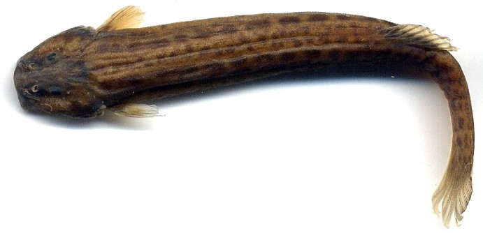 File:Trichomycterus retropinnis (16804377651).jpg