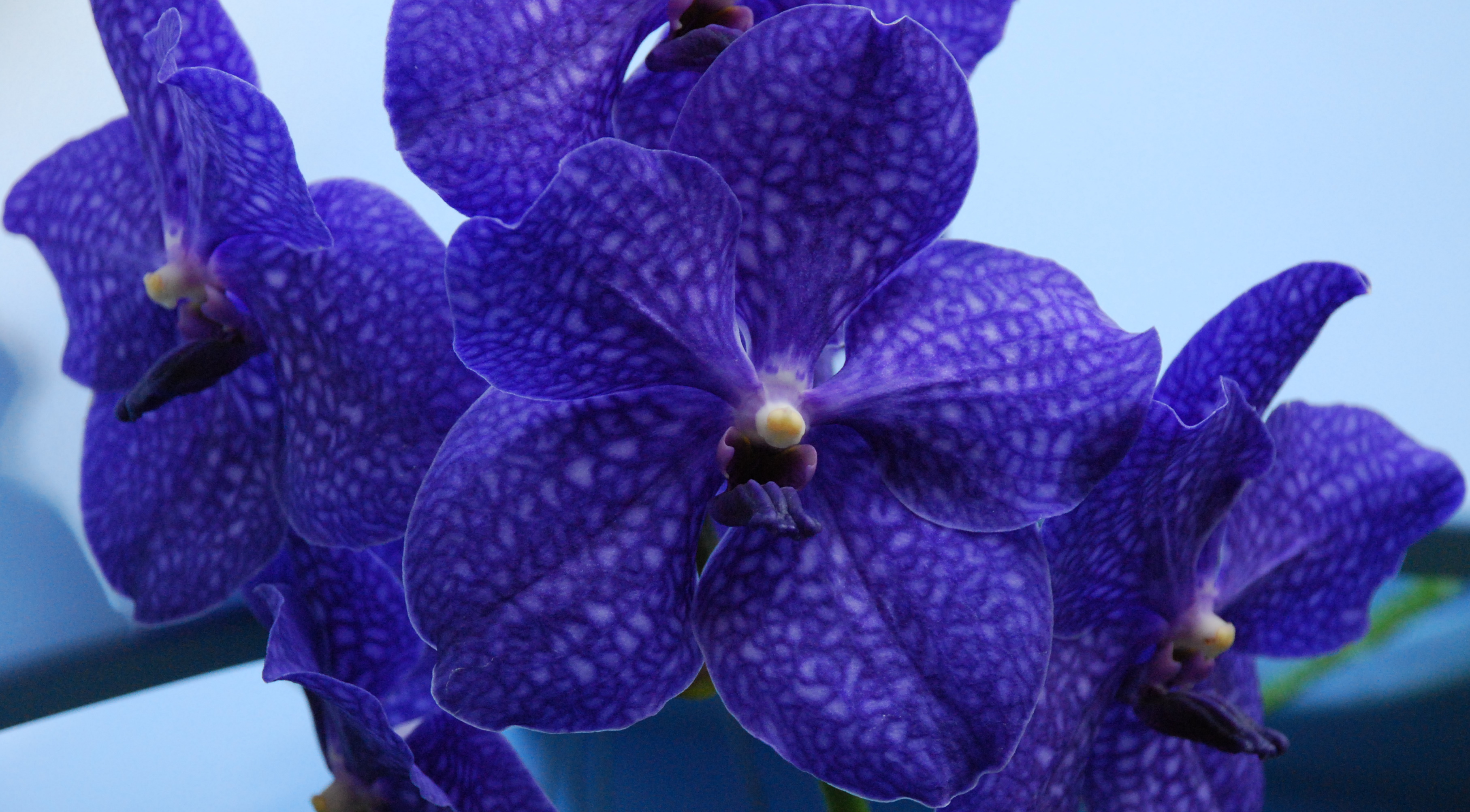 Real Blue Orchid Flower