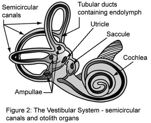 Image of the Vestibular System's semicircular canals and otolith organs.