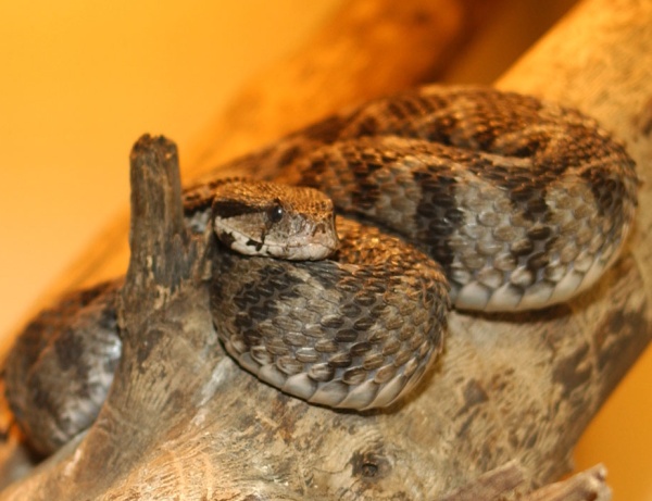 Viper – Wikipedia