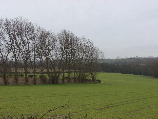 File:Wheat field near Barton - geograph.org.uk - 338763.jpg