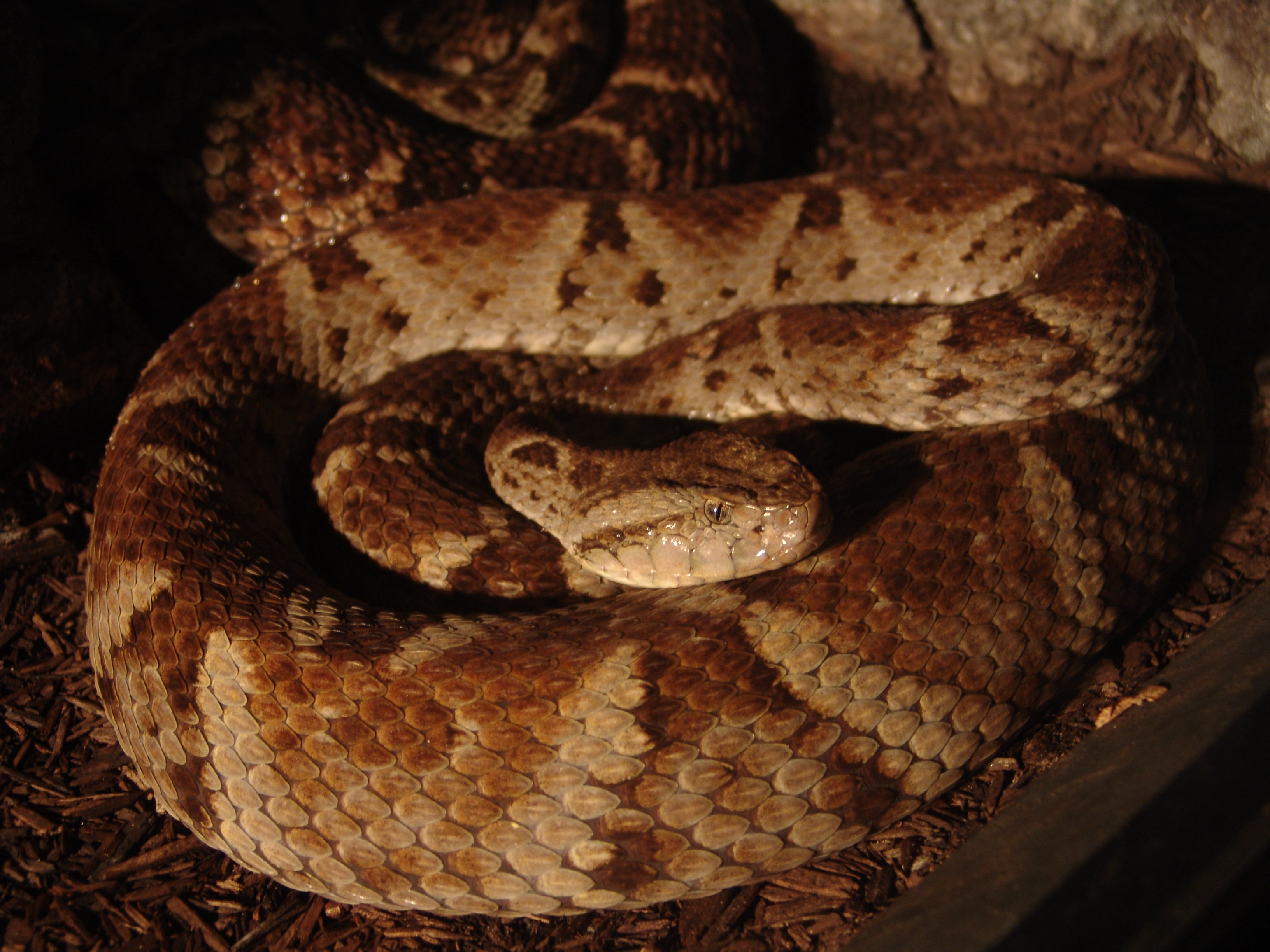 Bothrops Wikipedia La Enciclopedia Libre