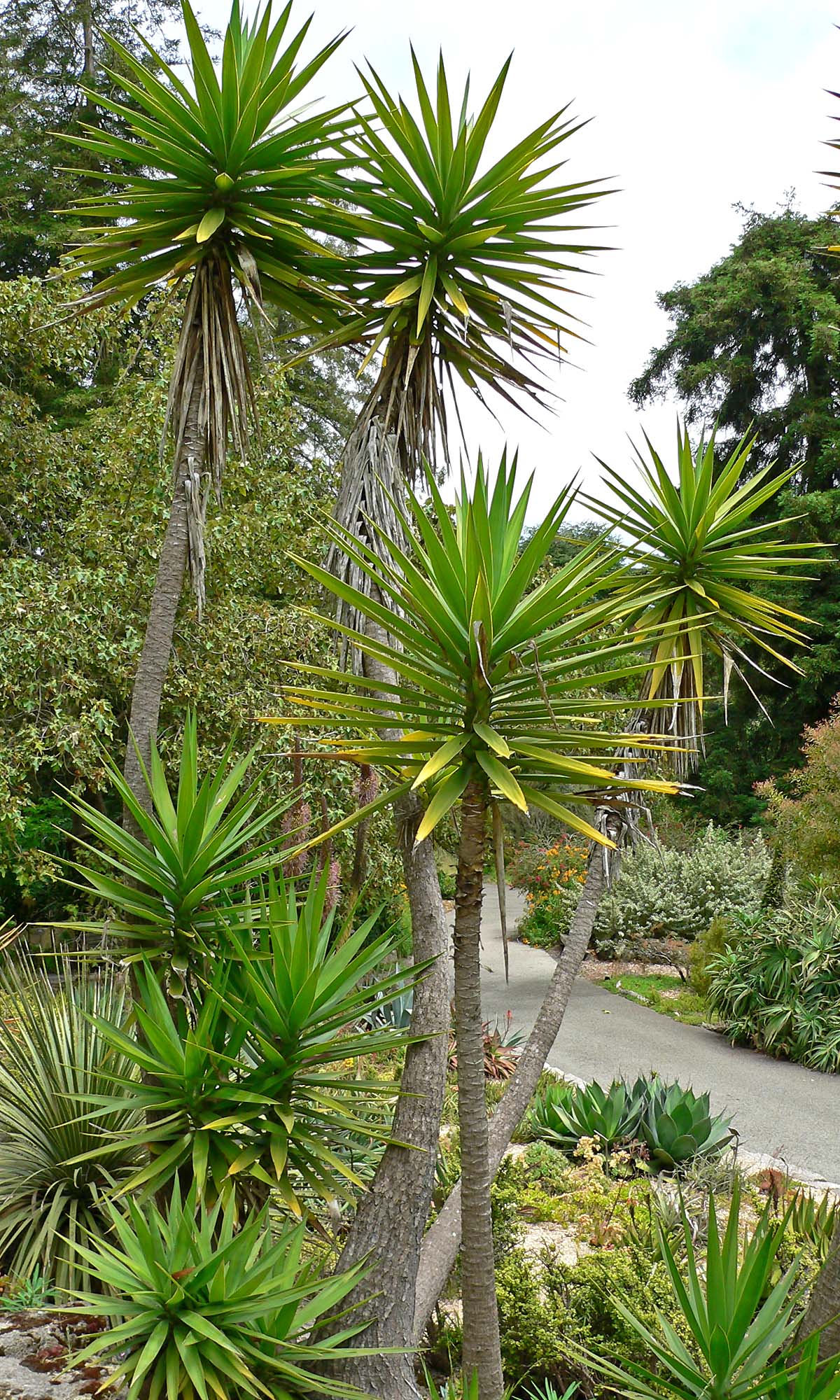 Yucca — Wikipédia