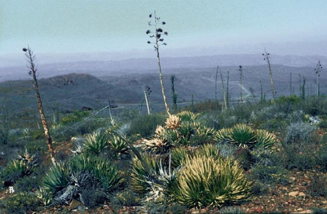 File:Yucca whipplei subsp. eremica fh 0414.4 BC B.jpg