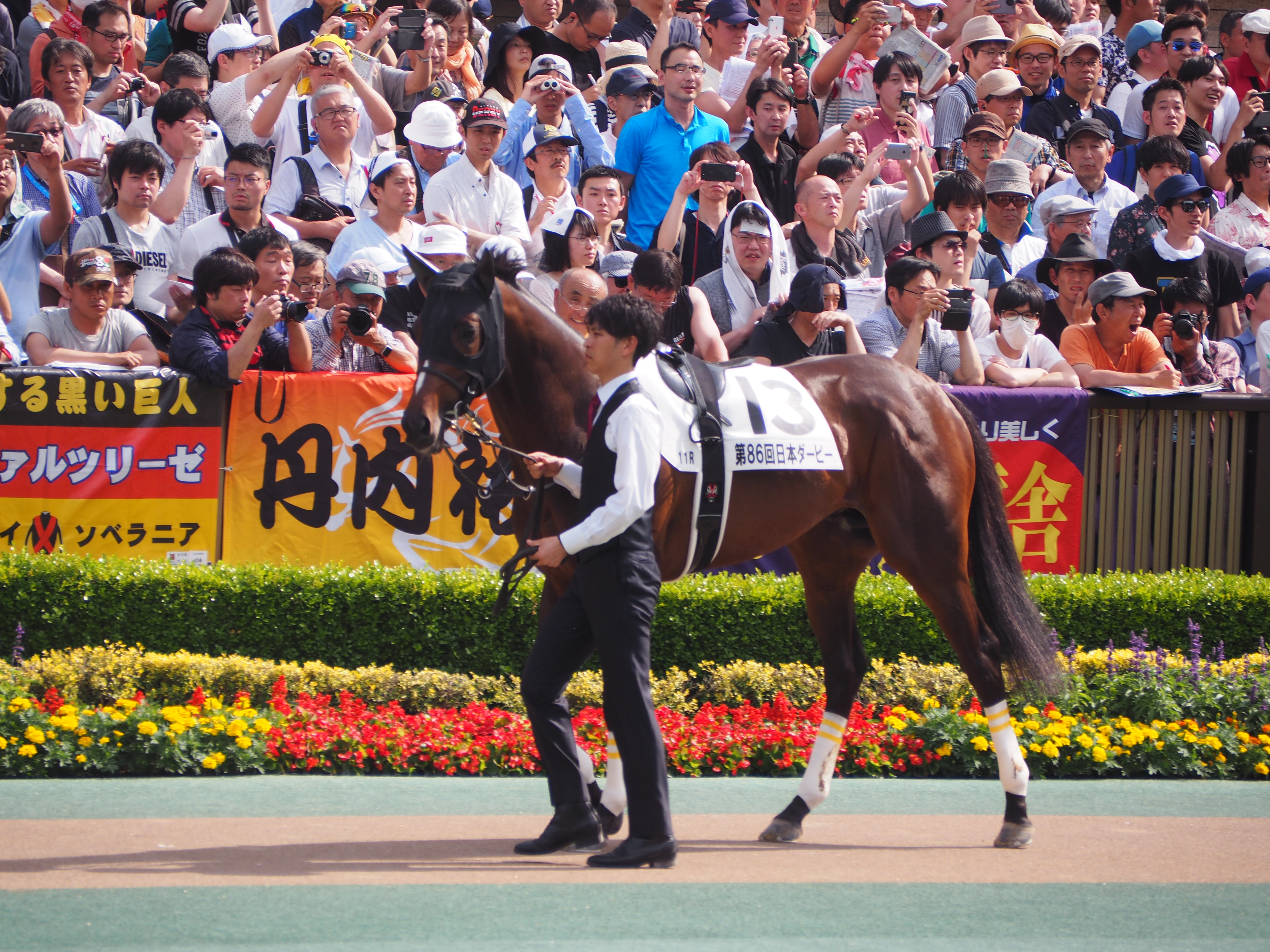 File ヴェロックス 日本ダービー 東京優駿 パドック Jpg Wikimedia Commons