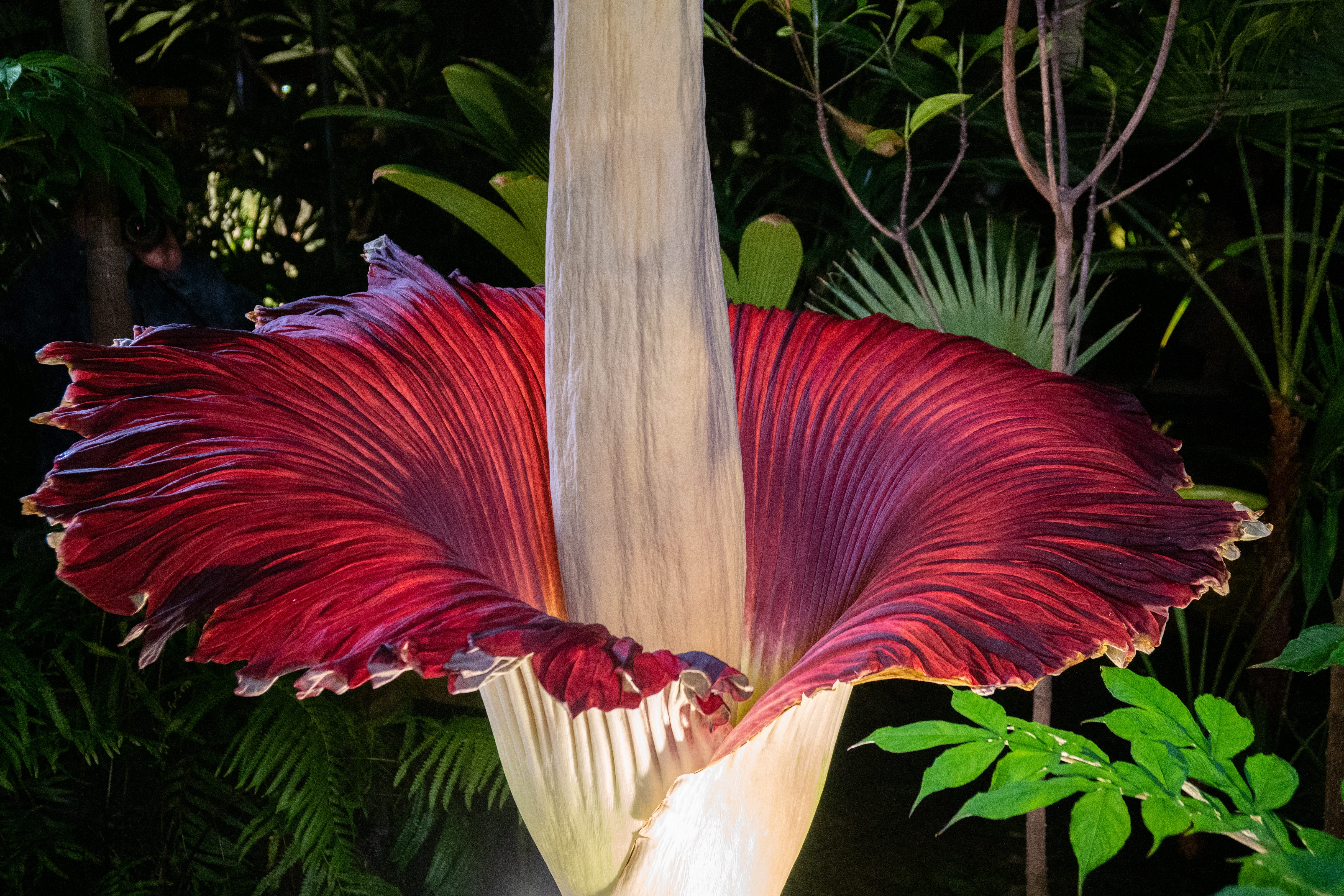 Самые большие цветы. Amorphophallus Titanum. Аморфофаллус титанический. Тату. Аморфофаллус титанический арт. Аморфофаллус расмотреть твёрдое или мягкое в разрезе.