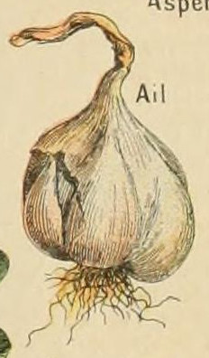 File:Adolphe Millot legume et plante potageres-pour tous ail.jpg