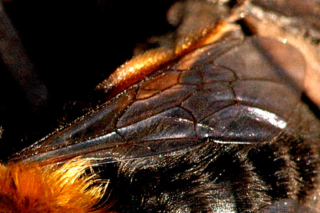 File:Andrena.clarkella9.-.lindsey.jpg