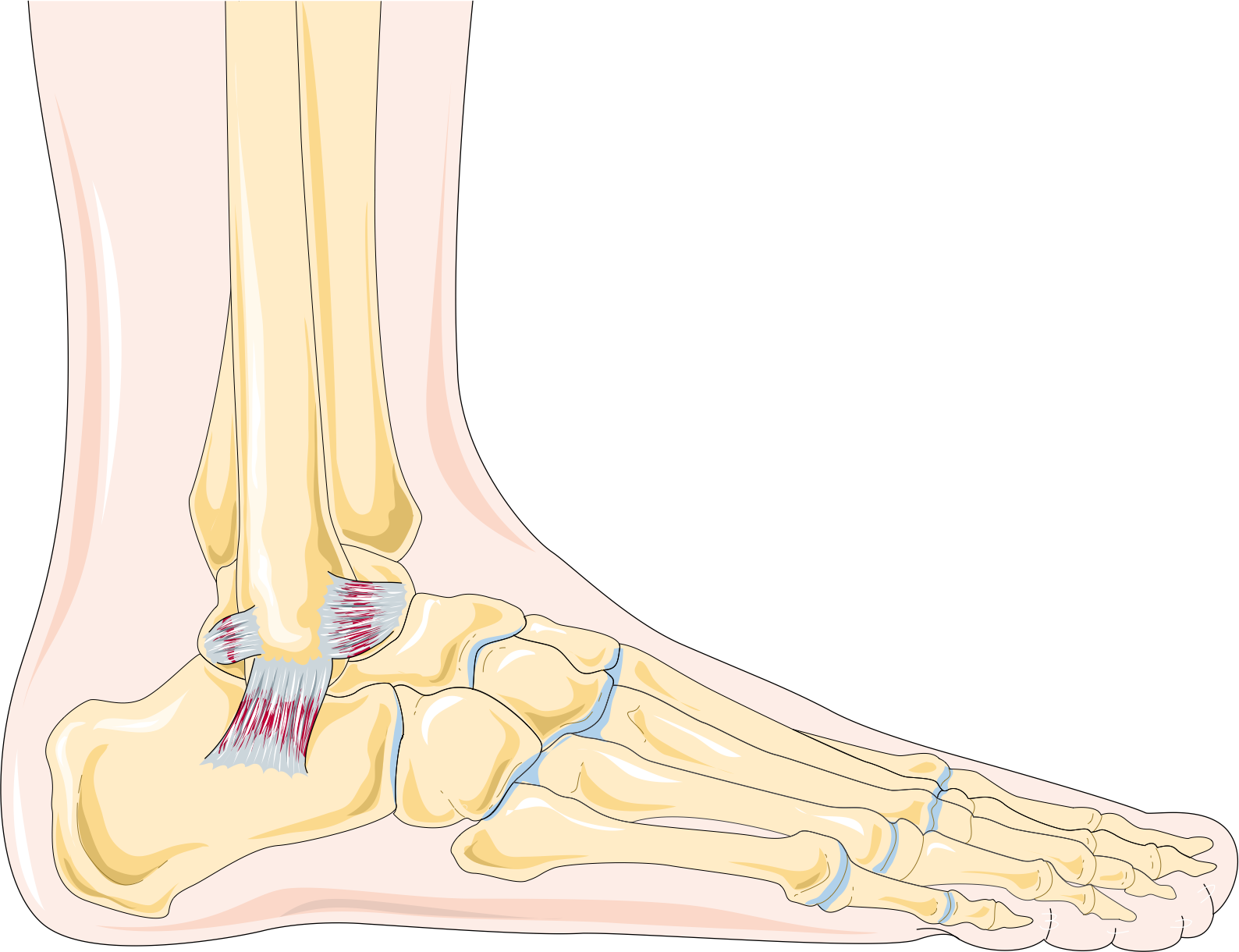 Don't Spiral into an Ankle Sprain — Valley Stream Podiatry