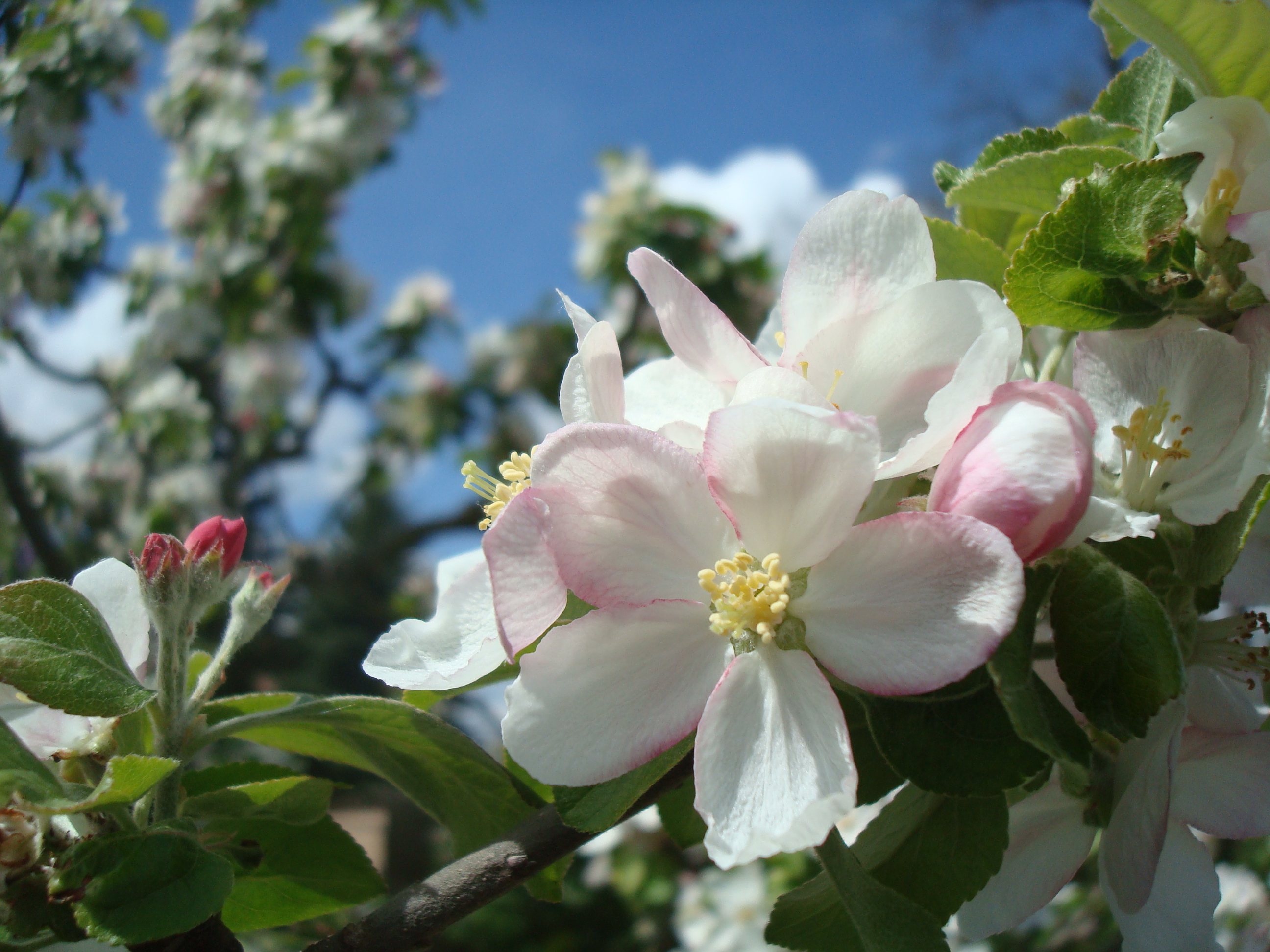 File:Apfelbaum Blüte.JPG - Wikimedia Commons