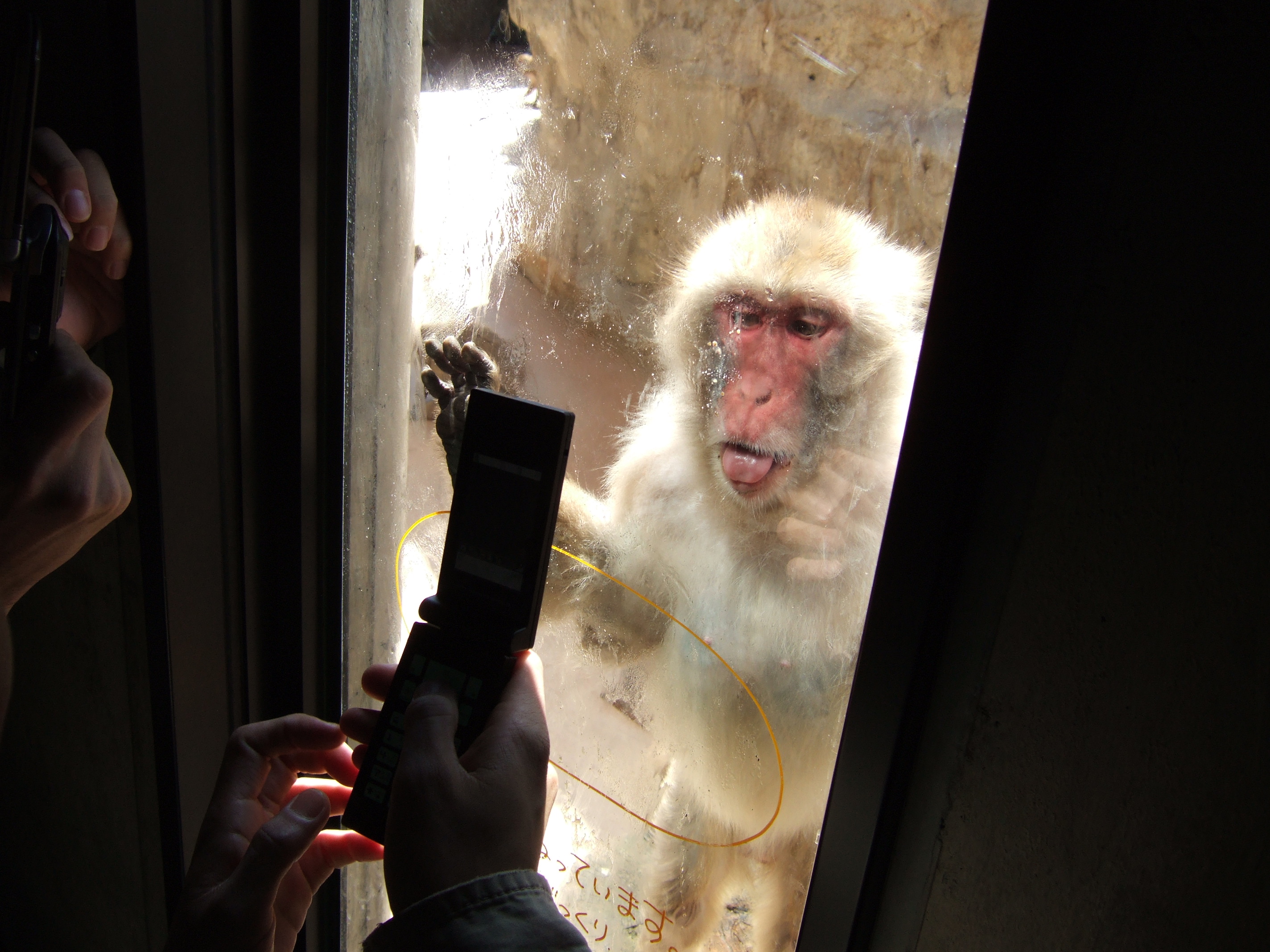 Asahiyama zoo, Asahikawa, Japan (145141622)