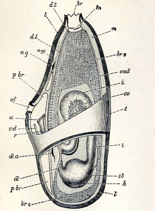 File:Ascidia mentula 002.png