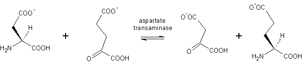 Reaction catalyzed by aspartate aminotransferase