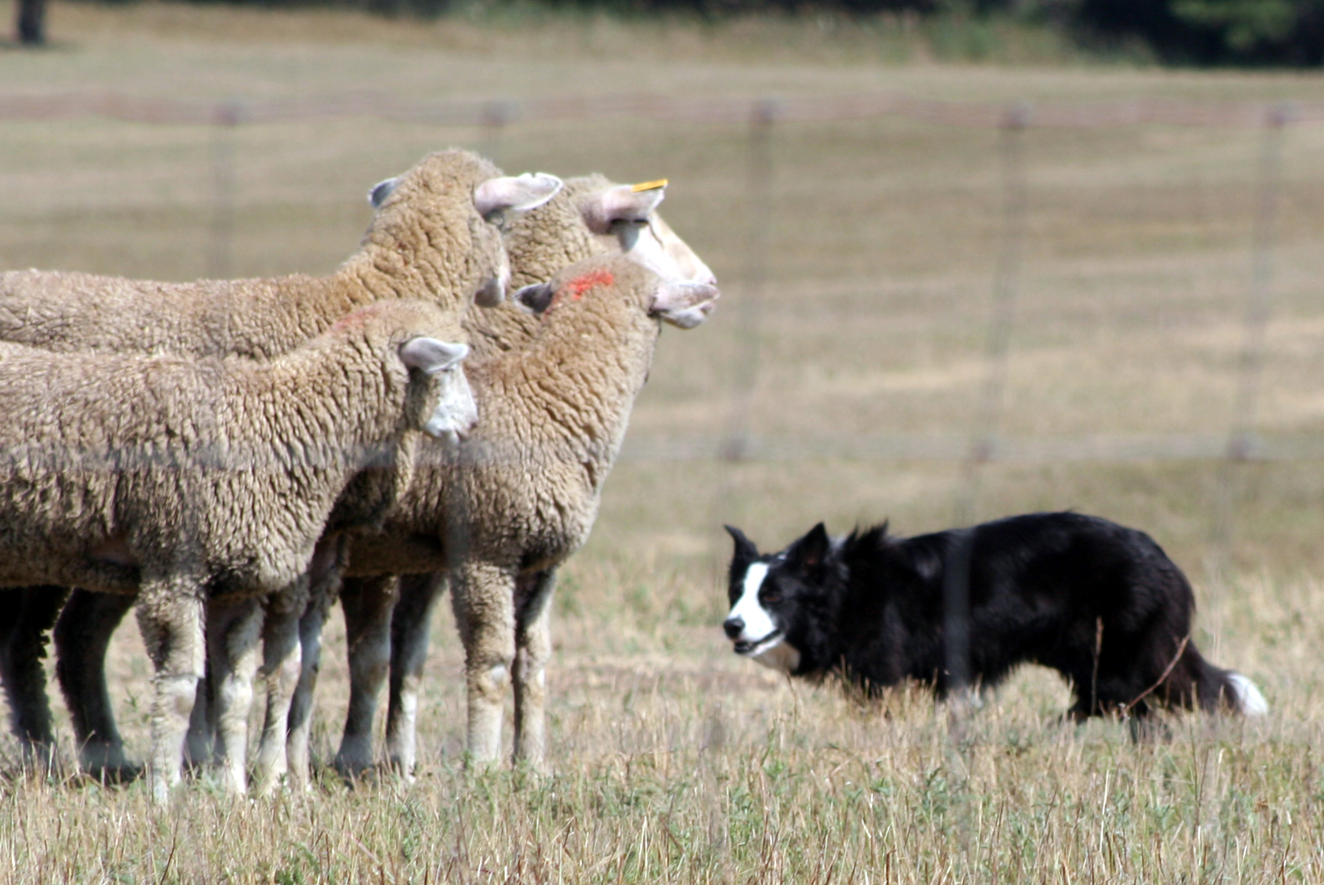 dog chasing sheep