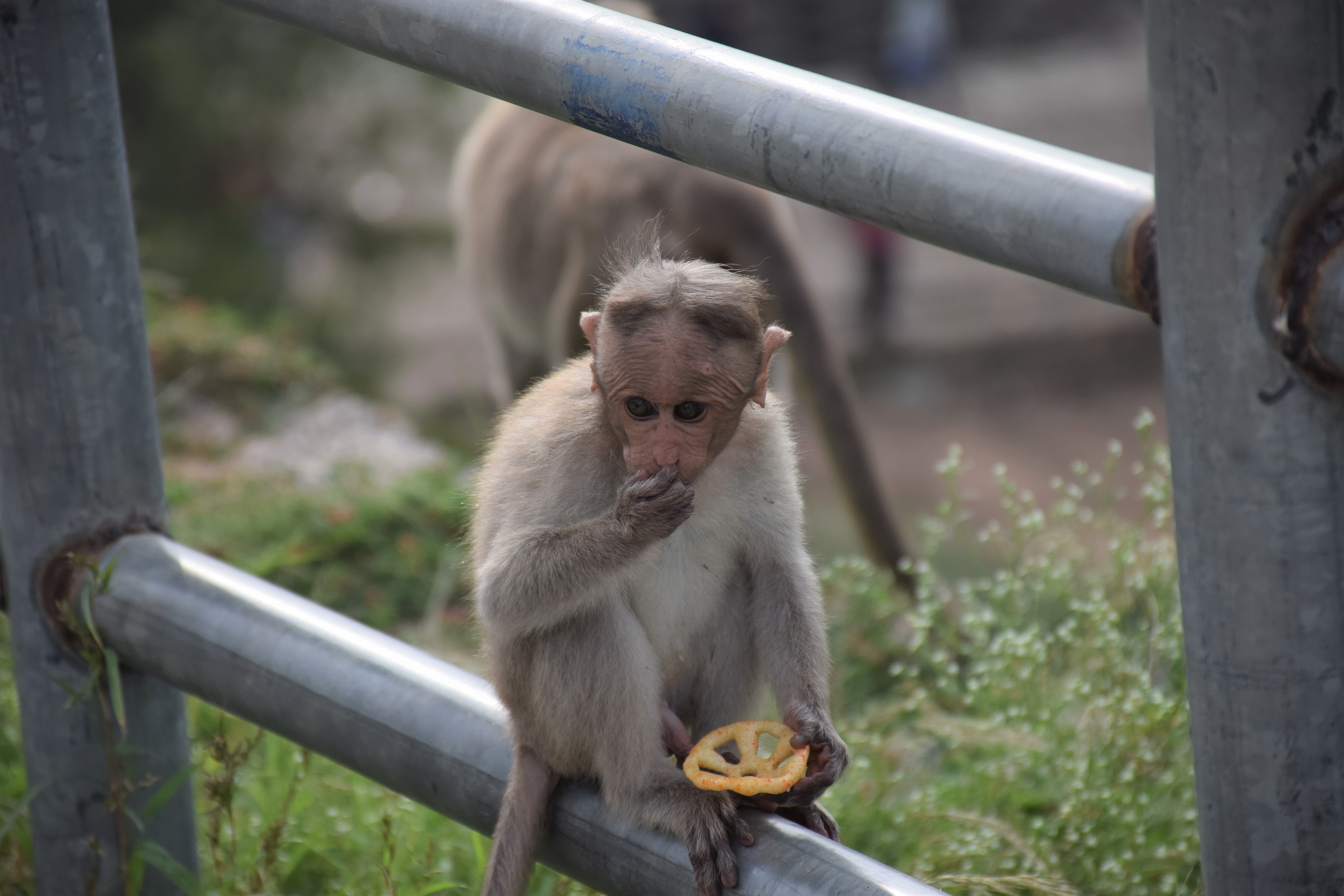 West video baby monkey