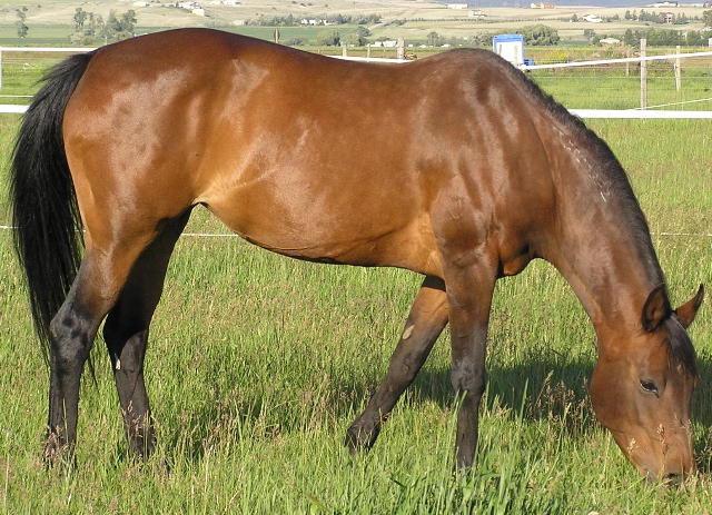 bay thoroughbred horses